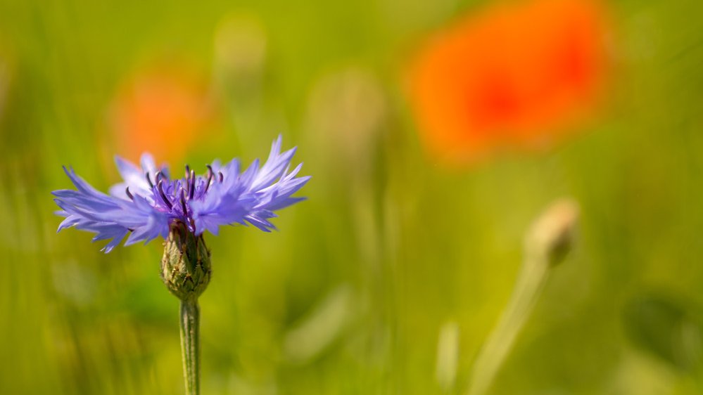 HUMUS- UND ERDEN KONTOR GmbH und seine Koope­ra­ti­ons­part­ner sparen mit der Ver­mark­tung der re­gio­nal er­zeug­ten Er­den einen stän­dig wach­sen­den An­teil an Torf ein